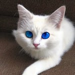 we live we love we lie