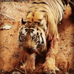 tiger sound effect