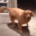 Buoy THEME You VS Homer