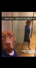 attack of the killer beast phonk remix tiktok song