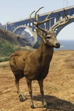 deer scream