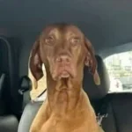 is that jif a jiggabyte