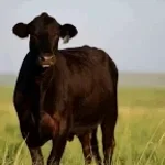 go tell aunt rhody (copy)