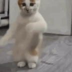 tu dance pas tu monte pas