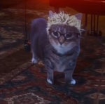 i become so Numb cat