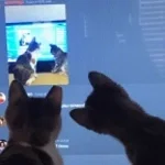 cursed discord kitten 2