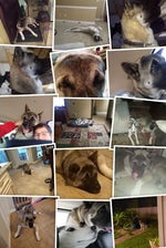 Mandrill Maze Weird Maps