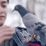 Pigeon AI #25