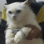 kuzey tekinoglu bekle lan ecelin geliyor