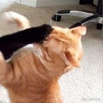 miku eats a lemon and dies