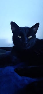 tamid aola hamangina(תמיד עולה המנגינה)