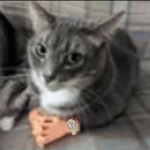 BattleBlock Theater - opening