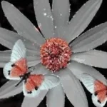 Daisy Calitune