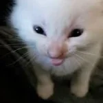 10% BLACK FLASH - Sound