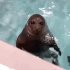 shouting and clapping