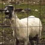 the screaming sheep