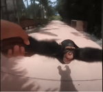 bad to the bone meme