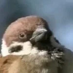 nami nami vrabecek🔥🔥🔥