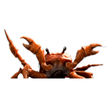 crab rave