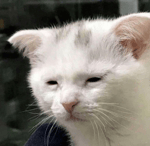 Give me everything sped up instrumental