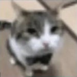 Hikari Clovis Reyes VDYCD (Slowed)