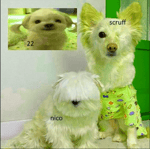 Butterflies - Nicopatty [3rd-section]