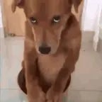 Собака она на ковер нассала - Sound