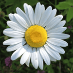 Daisy Bell