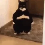 cut for the chunky cat