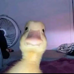 Quack sound effect