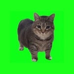 OIIA OIIA CAT BASS DROP