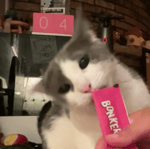 ScarLip Have You Seen My Boyfriend (Freestyle) ft