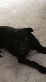 cod zombies round start sound EARRAPE