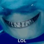 le requin renoi sans eau