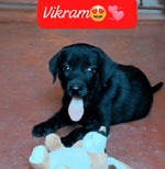 Vikram's Melodic Pawprint (intro) song for a lovely pet