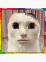 Stará archa kocábka