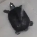 turtle dance
