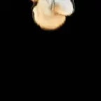 Ajdar Kravisi SikiyorSİK Küfür