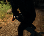 Myers Chases