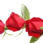 Recording 01/01/26 22:15:01 (copy)