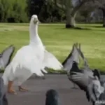 C qui swan et niow 😘-mlr live de tte l’histoire