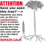 lepidodendron tree