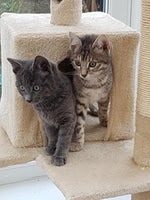 i need more bouletzz