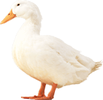 quack 5