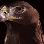 Eagle Sound Effect #soundeffects #eagle - 𝐁𝐚𝐜𝐨𝐧𝐄𝐝𝐢𝐭𝐬