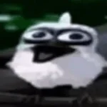 Bird laughing meme