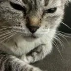 Ele num é normal...