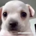 artorias chase theme violence district ost [5ZkA_wTipgk]