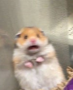 Bruh maximum reverb + earrape