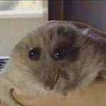 hamster song sped up